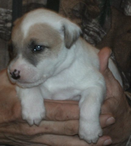 Puppies now available